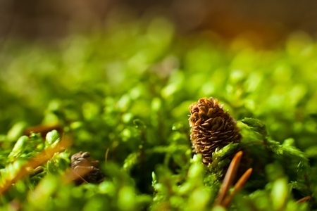 Macro shot in forestの写真素材