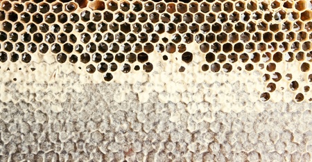 Fresh honey in comb