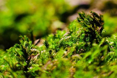 Macro shot in forest