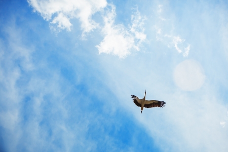 Stork in the blue sky