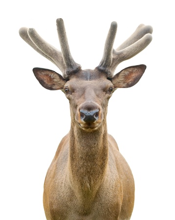 Young deer on white backgroundの写真素材