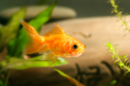 Gold and silver fish in aquariumの写真素材