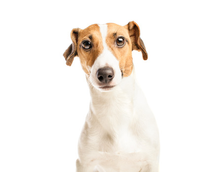 Jack Russell of a white backgroundの写真素材