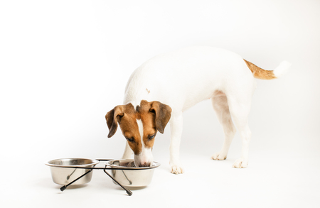 Jack Russell eating food.の写真素材