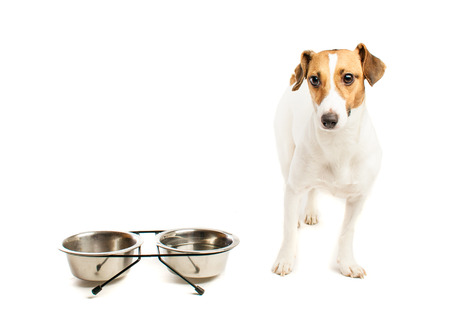 Jack Russell and his food.の写真素材