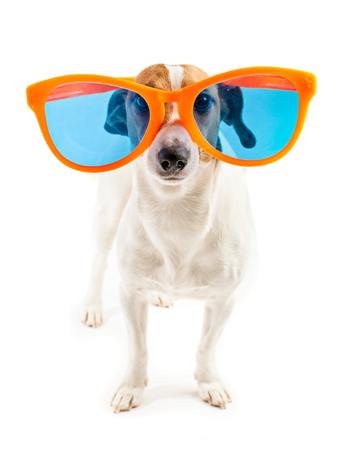 Funny dog with big orange glassesの写真素材