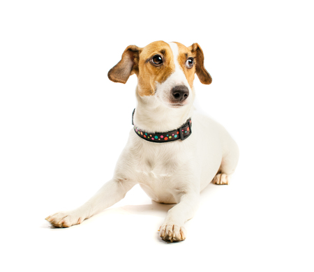 Jack Russell on a white backgroundの写真素材