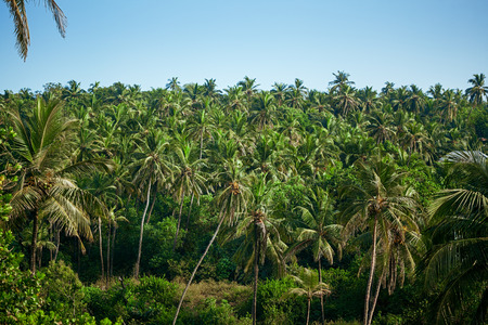 Landscape in India. Palm forest.の写真素材