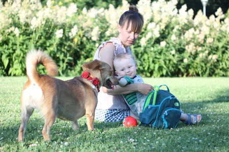Family with dog in the park on a sunny day. mother holds the child on her lap. Boy look at the dog with florish collarの写真素材