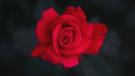 Close up of red rose petals. Selective focus. Black backgroundの写真素材