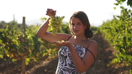 Beautiful girl holding bunch of green grapes in Vineyard with rows of vines . Grape harvest.の写真素材