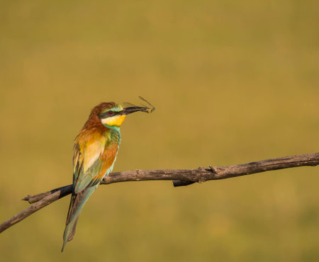 European bee eater capturing beeの写真素材