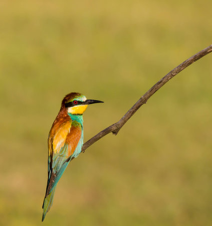 European bee eaterの写真素材