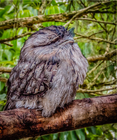 Frogmouthの写真素材