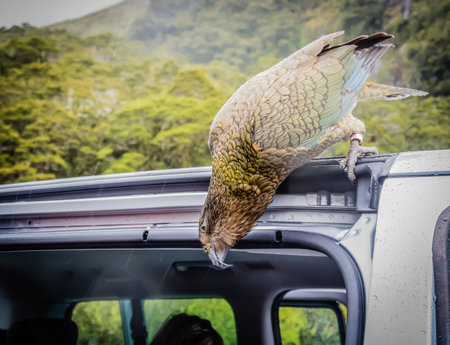 Curious Keaの写真素材