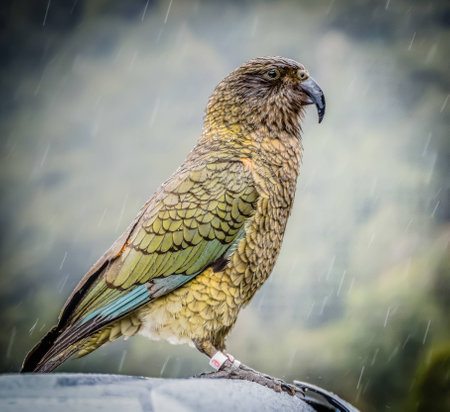 Kea portraitの写真素材