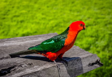 King parrot portraitの写真素材