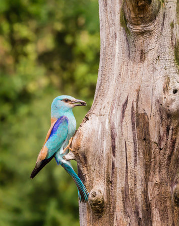 European roller going into her nestの写真素材
