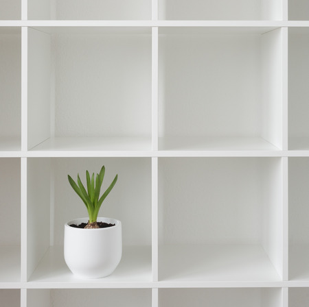 Hyacinth plant in a white pot. Flower on a rack. Interior background.の写真素材