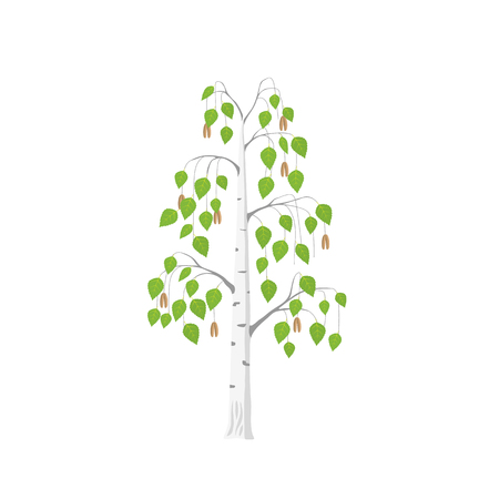 Vector flat Birch tree isolated. Silver birch with green leaves on white background.のイラスト素材