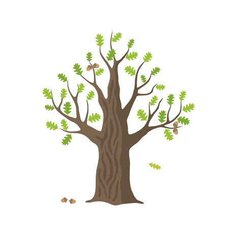 Vector flat oak tree isolated. oak with green leaves and acorns on white background.のイラスト素材