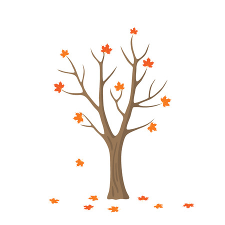 Vector flat maple tree isolated. single maple with orange and red leaves on white background. Autumn season.のイラスト素材