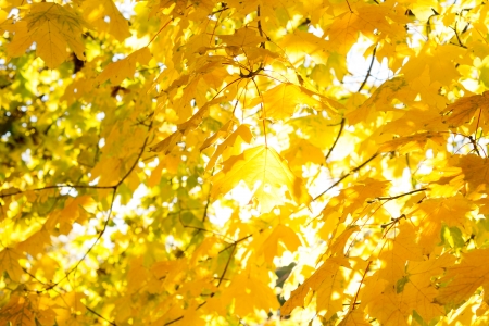 Abstract background looking up through colourful yellow fall or autumn leaves growing on a tree against the sunの写真素材
