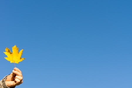 Hand holding a single yellow autumn leaf against a clear blue sky with lots of copyspaceの写真素材