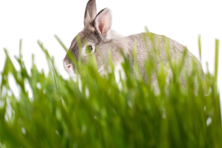 Cute little rabbit or Easter bunny hiding in fresh green spring grass peering over the top keeping...