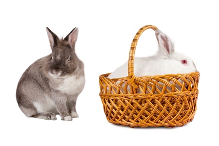 Portrait of two lovable little bunnies isolated on white with a grey brown cottontail sitting sideways looking at the camera and a second small white one in a wicker basketの写真素材