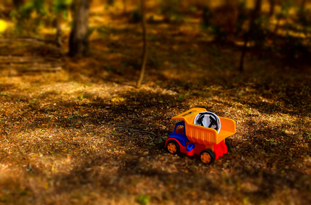 Colorful plastic toy truck and hardhat outdoors in the garden standing abandoned on the ground in the shade of a tree with copyspaceの写真素材
