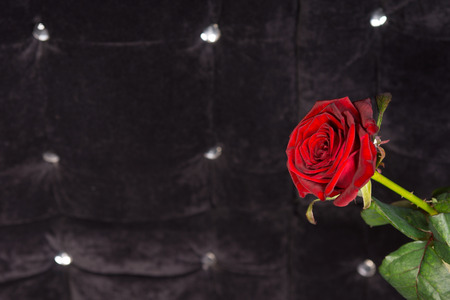 Close up Attractive Single Red Rose Flower with Sparkling Foam Backgroundの写真素材
