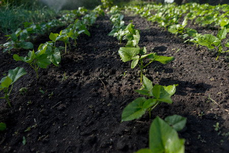 Rows of fresh young green seedlings growing in a vegetable garden in spring in rich fertile soil, close up viewの写真素材