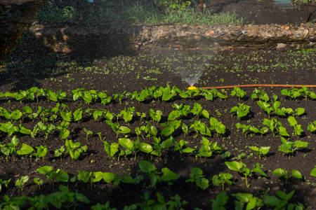 Watering Rows of Young Green Seedlings Sprouting in Dark Soil Growing in Small Vegetable Garden