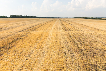 Harvested wheat field with remaining plant stubble stretching into the distance in open flat countryside in a scenic landscape viewの写真素材