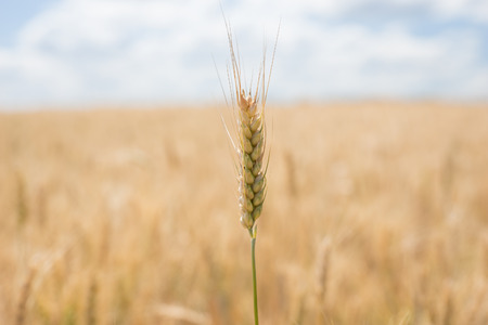 Large agricultural field of golden wheat ready for harvesting with focus to a single ripe ear in the foregroundの写真素材