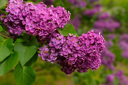 Close up of a branch with spring lilac flowers in the forest