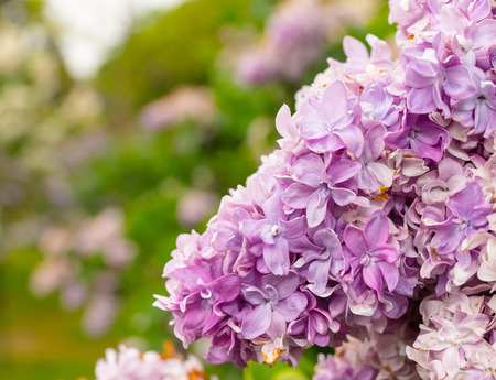Close up of a beautiful spring lilac flowers in the park
