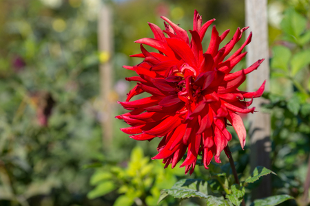 Red dahlia flower with green leaves in a parkの写真素材