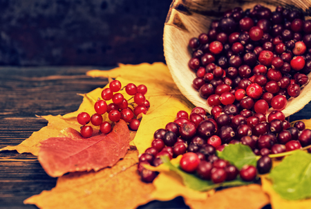 Slightly scattered rowan berries lying on leaves near wooden plate with berries on wooden desk....