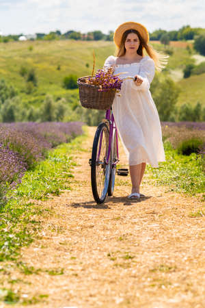 Young woman wheeling her bicycle down a country lane between fields of fresh lavender on a farmの写真素材