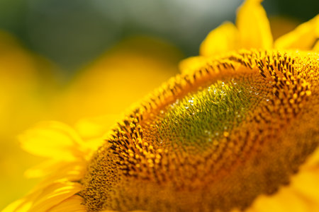 Close up detail of a bright yellow sunflower in a farm field with copyspace above in a conceptual image of the seasonsの写真素材