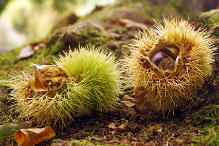 Curls and chestnuts in the undergrowthの写真素材