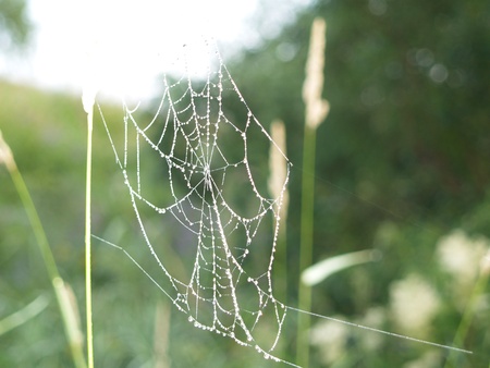 web with droplet grow on green background
