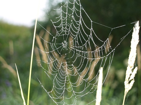 web with droplet grow on green background