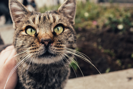 A homeless cat on the street with a burned nose wants to caressの写真素材