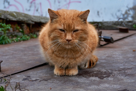 Homeless cats on the street take affection from a man and eatの写真素材