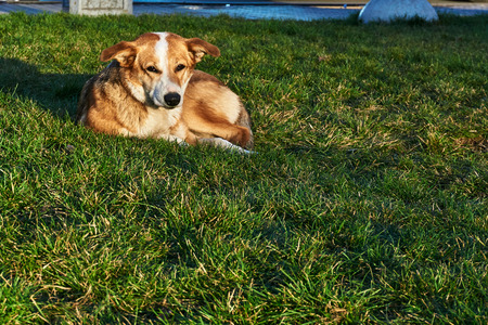 A homeless street dog lies on a green lawn in the cityの写真素材