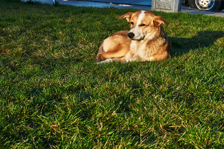 A homeless street dog lies on a green lawn in the cityの写真素材