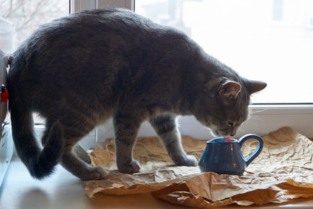 A beautiful gray cat laps milk from a blue clay jug for milkの写真素材